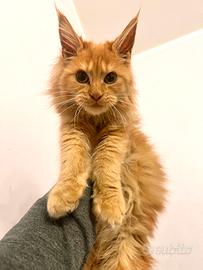 Maschietto Maine Coon