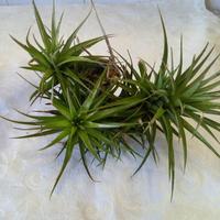 pianta di tillandsia aeranthos