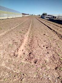 Scaro/Scarpitta/Costa dell'ambra