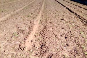 Scaro/Scarpitta/Costa dell'ambra