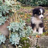Cuccioli Pastore Australiano