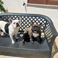 Cuccioli bulldog francesi
