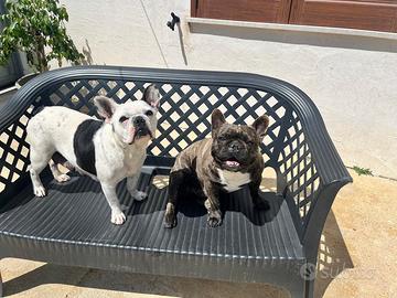 Cuccioli bulldog francesi