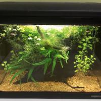 Acquario Mirabello 30