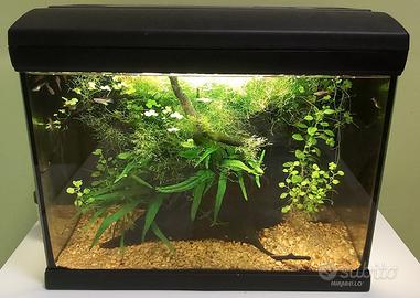 Acquario Mirabello 30