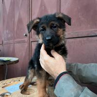 Cuccioli pastore tedesco