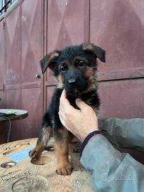 Cuccioli pastore tedesco