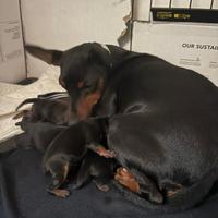 Cuccioli pinscher disponibili