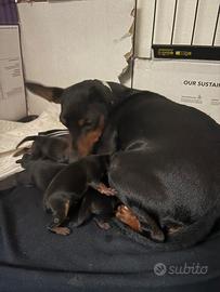 Cuccioli pinscher disponibili