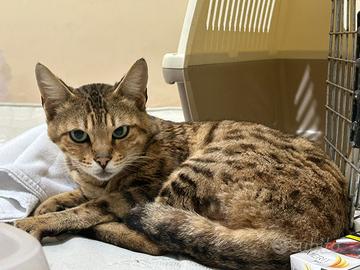 Gatto del bengala