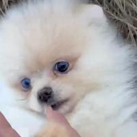 Spitz DI Pomerania femmina