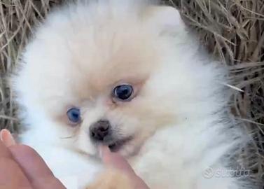 Spitz DI Pomerania femmina