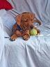 pinscher-similar-