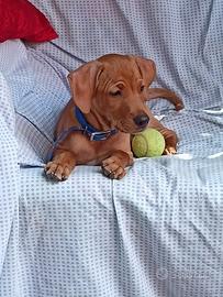 Pinscher (similar)