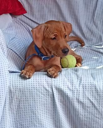 Pinscher (similar)