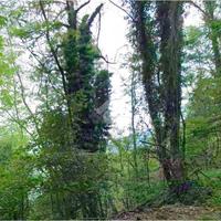 TER. AGRICOLO A PORTO CERESIO