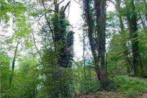 TER. AGRICOLO A PORTO CERESIO