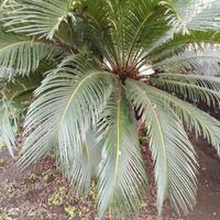 cjcas tre piante in vaso 