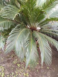 cjcas tre piante in vaso 