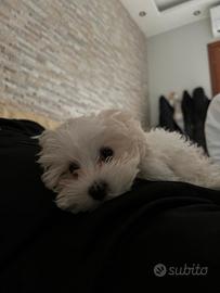 Maltese cucciolo