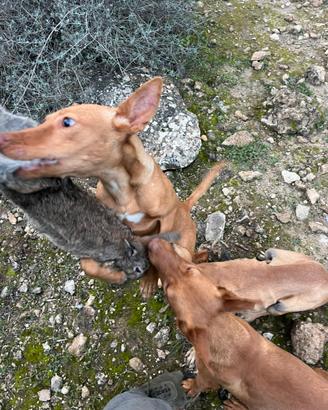 Cuccioli cirnechi puri