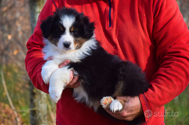 Cuccioli di pastore australiano