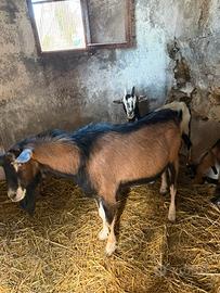 Vedo becco camosciato