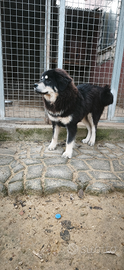 Mastino Tibetano