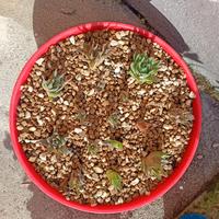 Ciotola di piantine di aloe