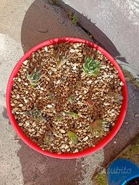 Ciotola di piantine di aloe