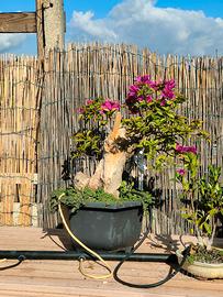 Bonsai bouganvillea