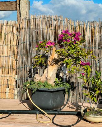 Bonsai bouganvillea