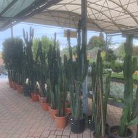 Cactus selezione