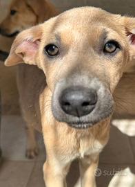 TEO, solo 5 mesi, dolcissimo