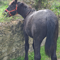 Cavalla/ S.fratellana