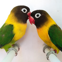 Coppia insep mascherato euwing verde x verde ino