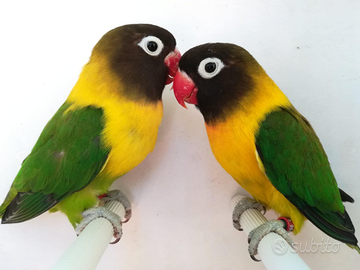Coppia insep mascherato euwing verde x verde ino