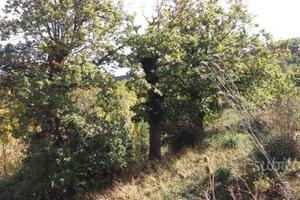 Terreno con querce a Petralia Soprana