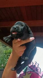 Cuccioli labrador con pedigree enci