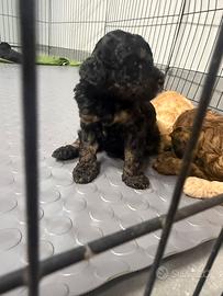 Cuccioli barboncini