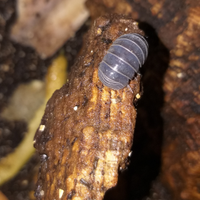 Colonia Armadillo Officinalis (Sardegna)