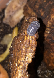 Colonia Armadillo Officinalis (Sardegna)