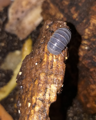 Colonia Armadillo Officinalis (Sardegna)
