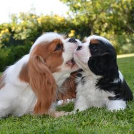 Cavalier king con pedigree enci