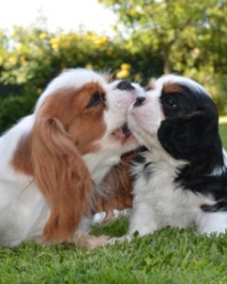 Cavalier king con pedigree enci