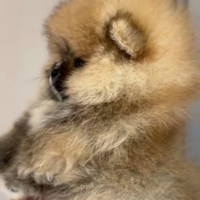 Spitz di Pomerania nano