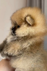 Spitz di Pomerania nano