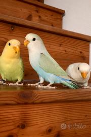 Inseparabili e Calopsite allevati a mano