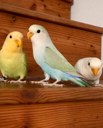 Inseparabili e Calopsite allevati a mano