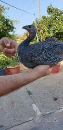 Faraona ornamentale